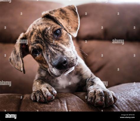 Treeing cur hi-res stock photography and images - Alamy