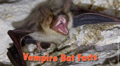 Vampire Bat Facts, Pictures, Information & Video