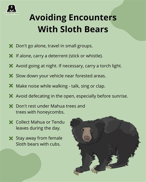 How To Avoid Sloth Bear Encounters In The Wild - Wildlife SOS