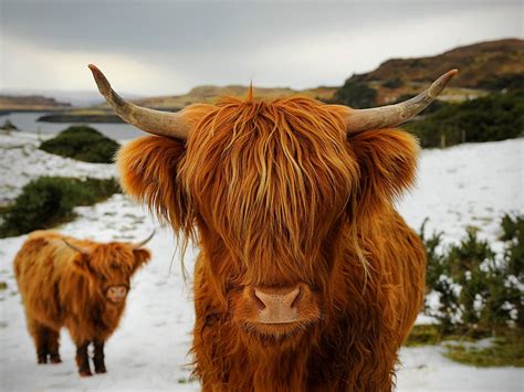 My Morning Cup: Virtual Scotland: Highland Cattle and Beef