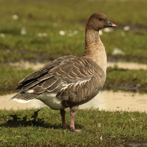 Pink-footed Goose | BTO - British Trust for Ornithology