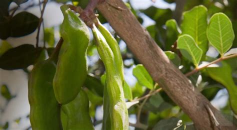 Wholesale Carob Bean Pods | Monterey Bay Herb Co