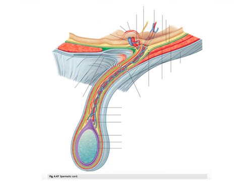 GROSS II, EXAM III, Fig. 4.47 - spermatic cord Diagram | Quizlet