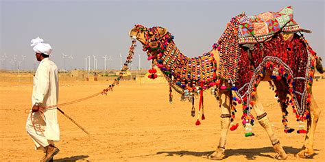 Bikaner Camel Festival Rajasthan, Things to do in Camel Fair - India-Tours