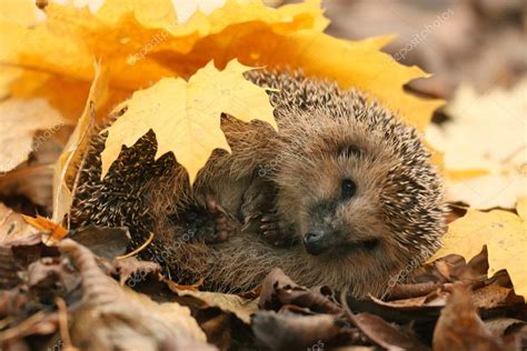 Hedgehog in forest — Stock Photo © xload #59997805