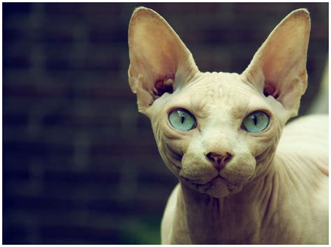 Sphynx Hairless Cat Breed Information and 30 Photos | FallinPets