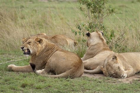 Pride of Lions stock photo. Image of predator, africa - 34496016