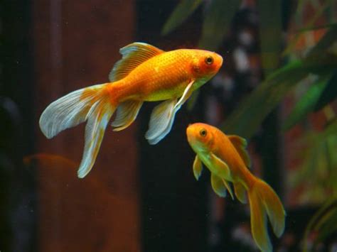 Goldfish,fish,school,pets,goldfish - free image from needpix.com