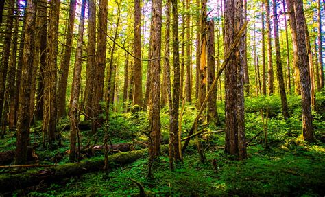 Alaskan Forest and Beach Hike | Ketchikan Shore Excursion | Alaskan ...