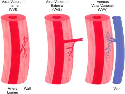 Functional anatomy and hemodynamic characteristics of vasa vasorum in ...