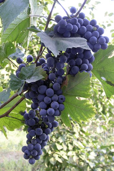 smirnovairiska | Grapes, Fruit, Wines