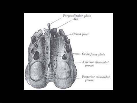 The Cribriform Plate - YouTube