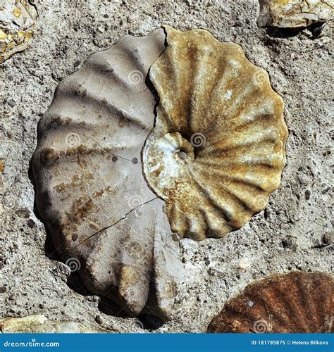 Seashell Mollusk Ammonite Fossil Background Stock Image - Image of fossil, nature: 181785875