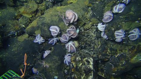 Scientists stumble upon hundreds of octopus moms in the deep sea | South Africa Today