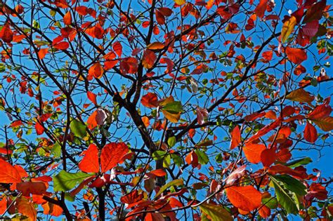 "Tropical Almond" Images – Browse 1,563 Stock Photos, Vectors, and Video | Adobe Stock