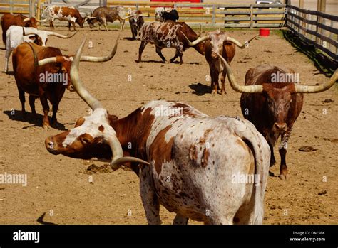 Texas longhorn cattle Stock Photo - Alamy