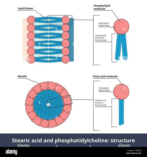 Stearic acid (fatty acid) and phosphatidylcholine (phospholipid) are ...