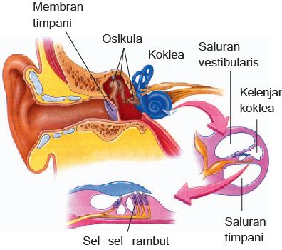 Bagian-bagian Telinga Manusia dan Fungsinya | ezy blog