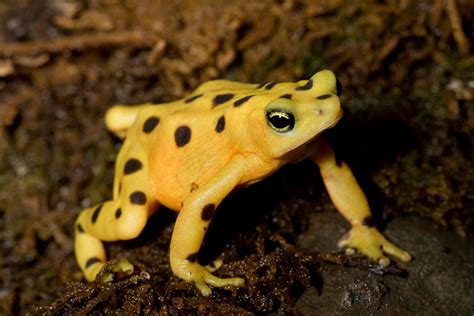 Panamanian Golden Frog Facts and Pictures