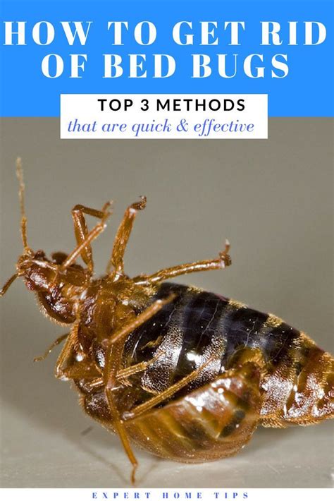 How to get rid of bed bugs quickly & effectively (TOP 3 methods!) | Rid of bed bugs, Bed bugs ...