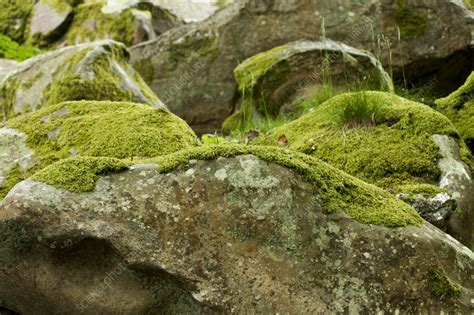 Moss - Stock Image - C057/1074 - Science Photo Library