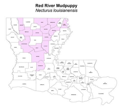 Red River Mudpuppy - Necturus louisianensis | Amphibians and Reptiles of Louisiana