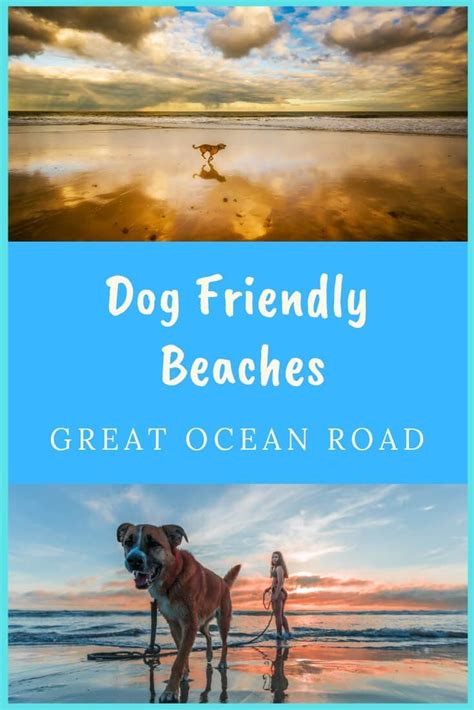 dog friendly beaches and great ocean road in the background with text ...