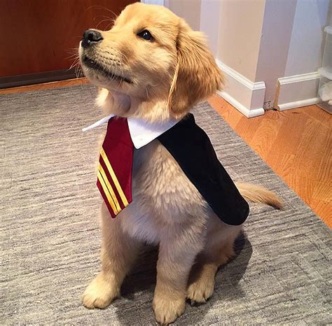 Pup dressed in Harry Potter costume | National Dress Your Pet Day 2020 ...