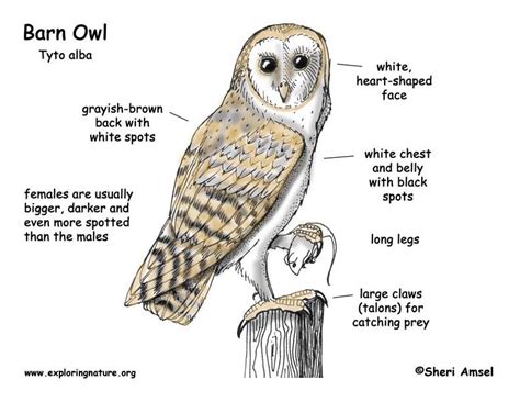 Owl facts, Barn owl, Owl