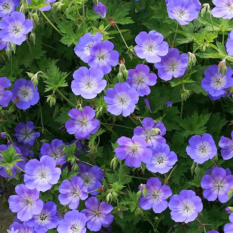 Geranium 'Rozanne' Gerwat Perennial Hardy Plant | 9cm | eBay