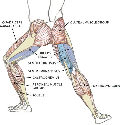 Muscles of the Leg and Foot - Classic Human Anatomy in Motion: The Artist's Guide to the ...