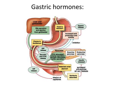 PPT - Phases of Gastric Secretion PowerPoint Presentation, free download - ID:1424740