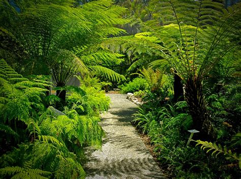 Fernhouse | Brisbane Botanic Gardens Mt Coot-tha. | Brisbane City Council | Flickr