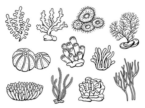 50,266 BEST Coral Drawing IMAGES, STOCK PHOTOS & VECTORS | Adobe Stock