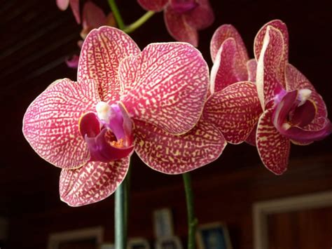 Orchids in Costa Rica 2025 - Rove.me