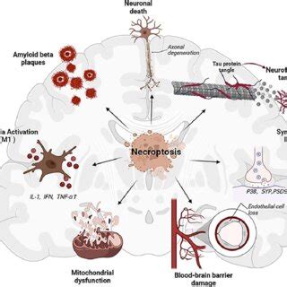 Multiple influences of necroptosis activation on AD related factors ...