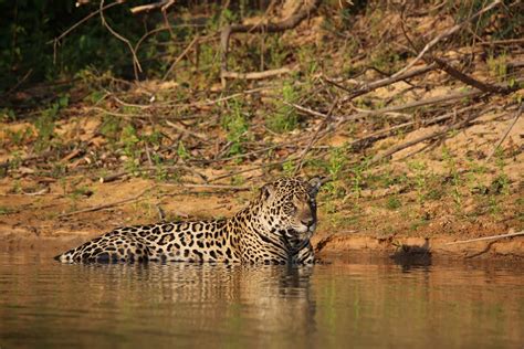 Jaguar in the Water · Free Stock Photo