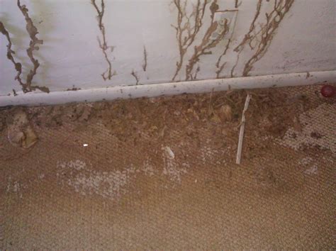 A Brief Guide to Termite Mud Tubes