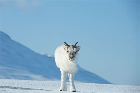 Pictures Of Animals In The Arctic Tundra - the meta pictures