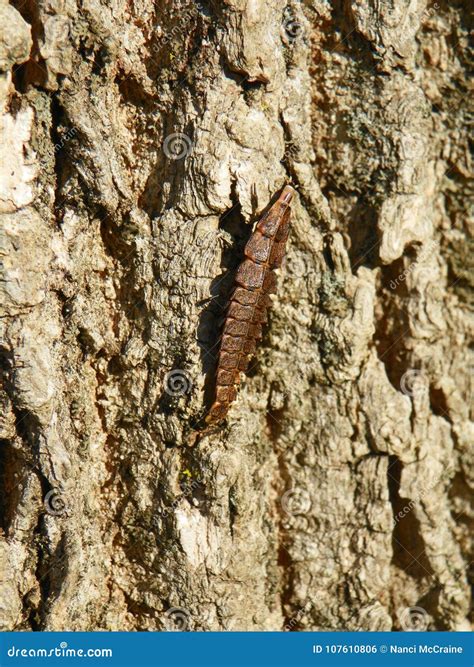 Glow Worm Segmented Larva of the Firefly Beetle Stock Photo - Image of firefly, mate: 107610806