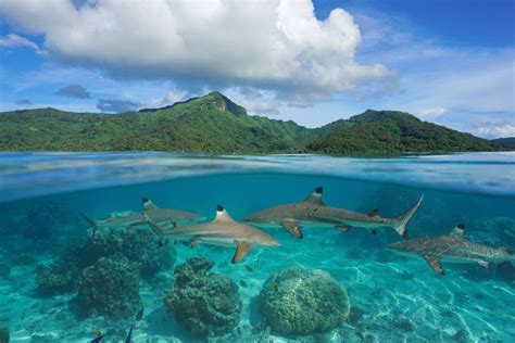 Are There Sharks In Hawaii? - Shark Diving Unlimited