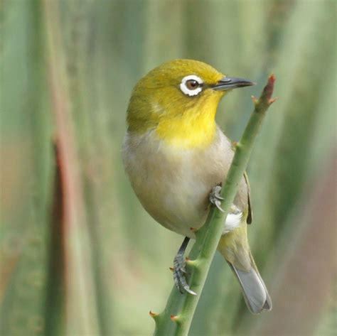 Japanese White-Eye Bird Wallpapers - Wallpaper Cave