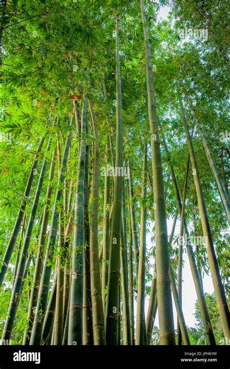 Bamboo forest in the Philippines Stock Photo - Alamy