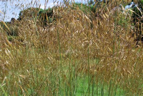 Stipa Gigantea | Emerald Plants