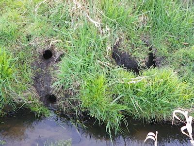 About a Brook: Rat and Water Vole Burrows