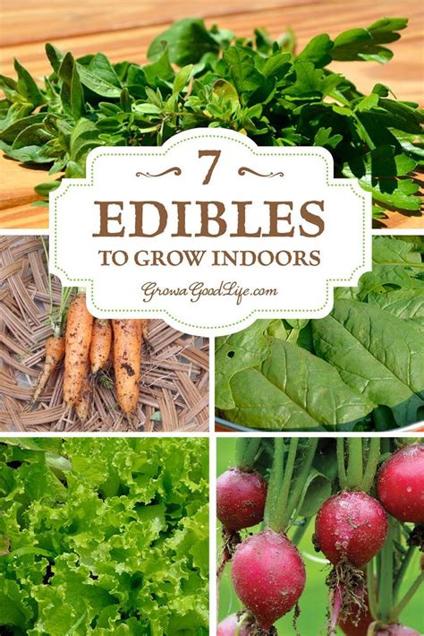 How to Grow Vegetables Indoors | Indoor vegetable gardening, Growing food indoors, Indoor vegetables