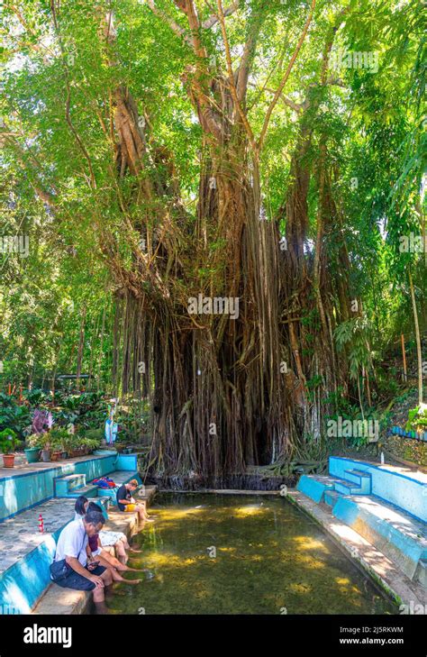 Old Enchanted Balete Tree, Siquijor, Philippines - 15.11.2019 Stock ...