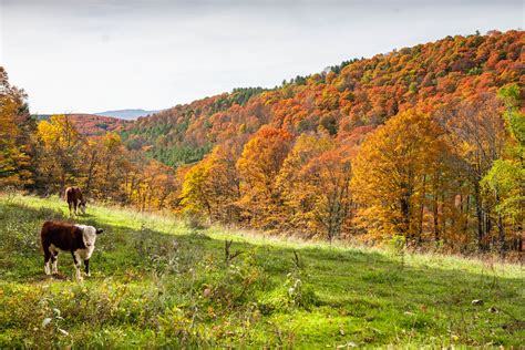 Pomfret, Vermont Fall Foliage 2019 | Anthony Quintano | Flickr