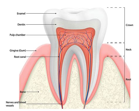 5 Dentist-approved Toothache Natural Home Remedy Dental Expert Near Me Mild Oral