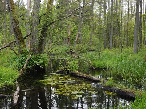 Poland’s Białowieża forest: an endangered carbon sink and biodiversity reserve ...